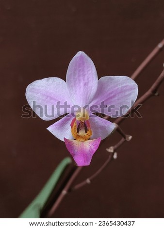 Phalaenopsis equestris is a flowering plant of the orchid genus Phalaenopsis and native to Philippines and Taiwan. The inflorescence has 10 to 20 flowers of about 25 mm (1 in) diameter. Royalty-Free Stock Photo #2365430437