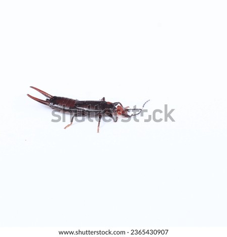 a small elongated insect with a pair of terminal appendages that resemble pincers. The females typically care for their eggs and young until they are grown.