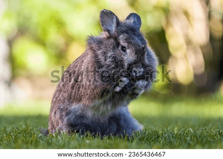 Domestic rabbit (Oryctolagus cuniculus domesticus)