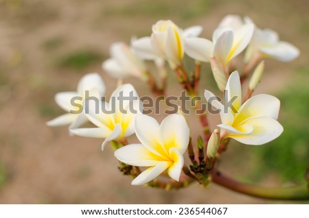 white flowers and green leaf on sunshine
