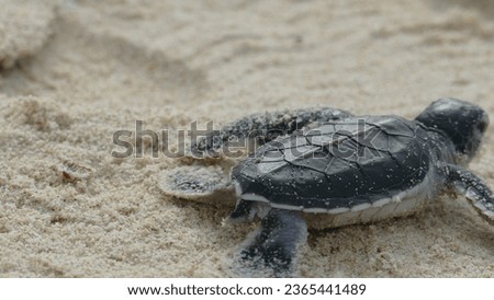 View of on single green sea turtle hatchling Chelonia mydas rushing towards Pacific Ocean on Sand of beach of Bay Canh Island in Viet Nam