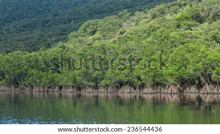 Lush mangrove forest along river, Iriomote Island National Park of the Yaeyama Islands, Okinawa, Japan