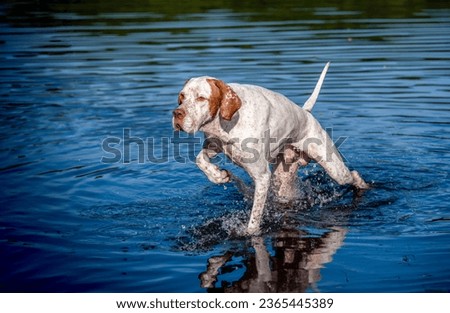 A magnificent white dog with red spots of the English poitrer breed runs on the blue water of a lake. Hunting pointer dog. Walking with a dog on a lake on a hot summer day. Royalty-Free Stock Photo #2365445389