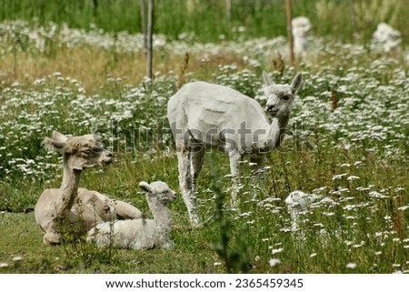 Alpacas on a green meadow with a baby. Baby alpaca. Lovely summer picture. Animal love. Alpaca love.