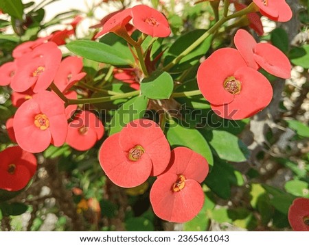 Crown of thorns flowers (Euphorbia milii). Also known as Christ plant or Christ thorn, is a species of flowering plant in the spurge family Euphorbiaceae, native to Madagascar. Royalty-Free Stock Photo #2365461043