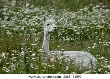 A white alpaca is lying on a flower meadow. A lovely summer picture. Alpaca love.