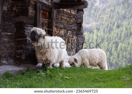 Two Valais Blacknoise sheep next to an old house in the Swiss Alps. Royalty-Free Stock Photo #2365469725