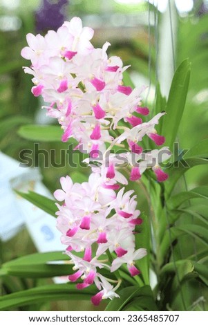 Pictures of flowers and orchids for backgrounds