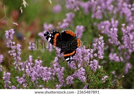 A beautiful butterfly has landed in the middle of the sea of ​​heather. Finland's beautiful nature and its calming spirit.