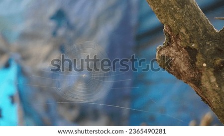 a beautiful picture for spider net 