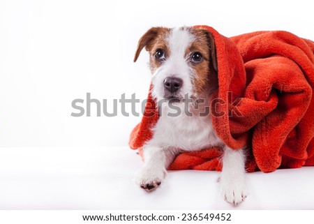 Dog Jack Russell Terrier in red towel