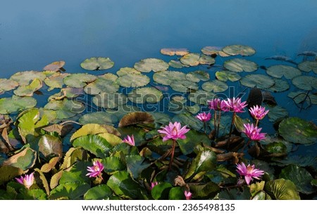 A Beauty full Lotus plants are adapted to grow in the flood plains of slow-moving rivers and delta areas. Stands of lotus drop hundreds of thousands of seeds every year to the bottom of the pond.