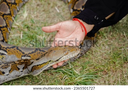 hand touching the python's head. big snake