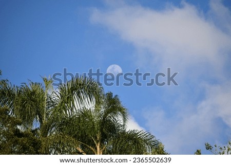 
moon in the blue sky with tree branches in the background