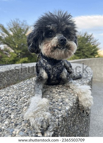 Photographing the expression of a pet poodle in the park