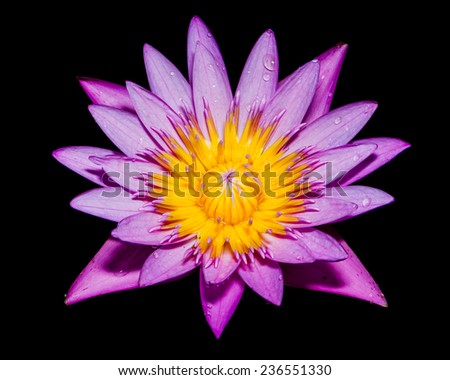 Isolated of purple lotus on black background.