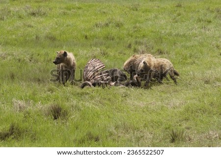 Hyenas in Ngorogoro National Park - Tanzania
