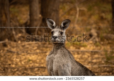 Wild Kangaroo posing for a photo