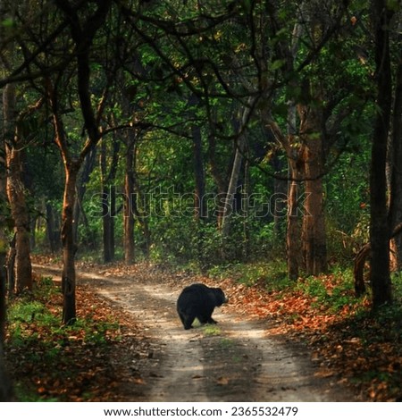 Sloth bear in the dark forest road, Melursus ursinus, Wilpattu NP, Sri Lanka. Wild Sloth bear in nature habitat, wildlife photo. Dangerous black animal in India, Asia. Bear in nature.