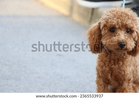 there is a poodle in the picture. this is one of the sweet kinds of dogs.