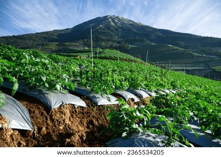 Potato plants in a plantation with a mountain background and cloudy blue sky
