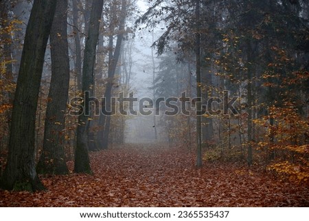 Beautiful mystical autumn forest in the fog. Fairy, autumnal mysterious trees with yellow and orange leaves. Scenery with path in a dreamy foggy forest. Nature background Royalty-Free Stock Photo #2365535437