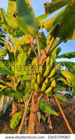 Growing plants to achieve good results will inevitably have problems or obstacles.  We need to learn to fix things like broken bananas causing us to lose income. Royalty-Free Stock Photo #2365539083