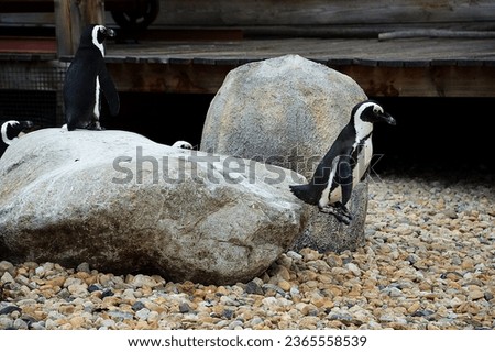 A penguin in a jump.