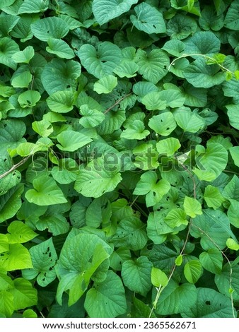Fresh green ground cover weeds, background texture.