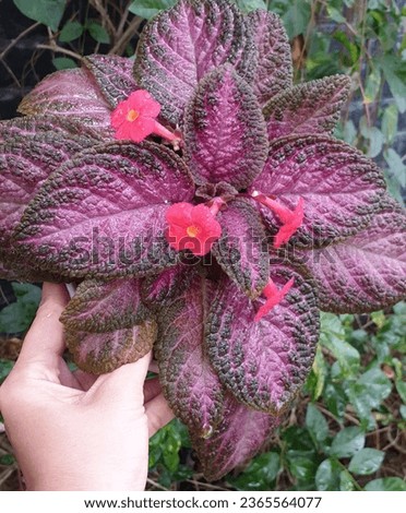The Latin name is Episcia cupreata is an ornamental plant from the genus episcia, this flowering plant is native to Africa and belongs to the Gesneriaceae family.
