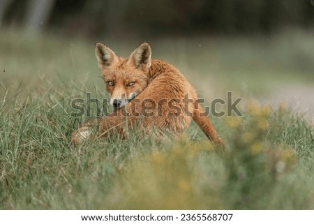 Red fox in nature area in The Netherlands in nice grass land 