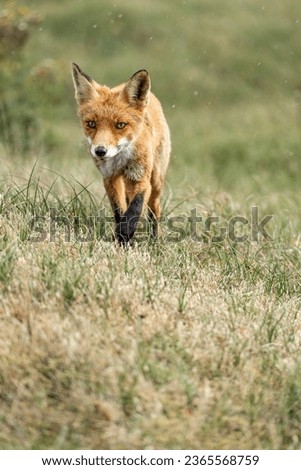 Red fox in nature area in The Netherlands in nice grass land 