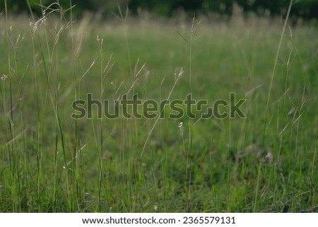 Evening meadow, golden light, tropical country