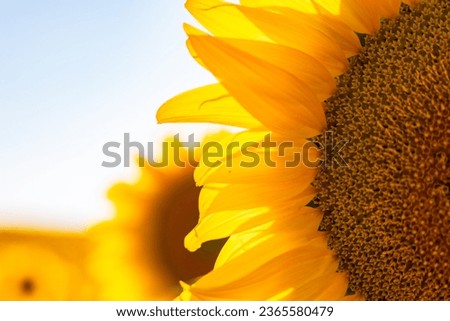 Close up view of sunflower in the field. Industrical crops background photo. Sunflower oil shortage concept photo.
