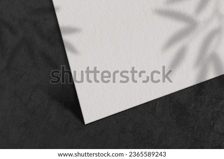 logo moukup paper.Square Paper Mockup with realistic shadows overlays leaf. Shadow Of A Tropical Plant. Template Flyer, Poster, blank, social media post, logo template in a trendy style .
