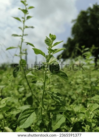 Potrait picture of fresh new green plant on agricultural land 