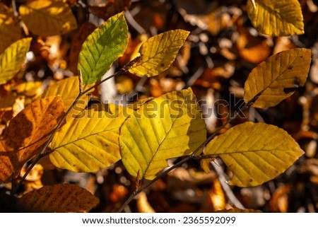 autumn, colorful fall, colorful beech leafs, beech tree, fagus sylvatica Royalty-Free Stock Photo #2365592099