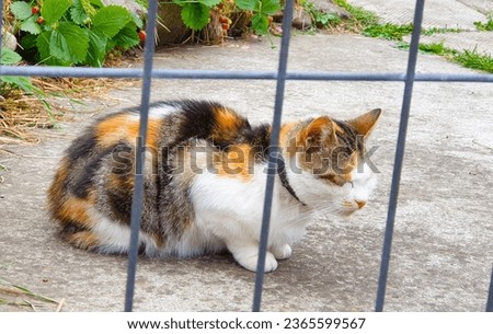 
White cat brown with black in the yard behind the fence, outside, house, around, pet, domestic