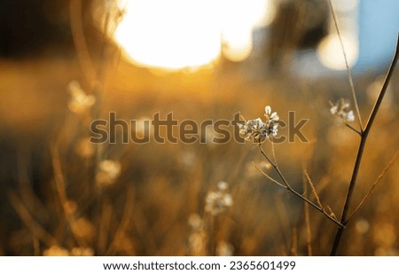 blurred of white flowers and green with blurred background. shallow depth of field. Beautiful autumn nature background. Royalty-Free Stock Photo #2365601499