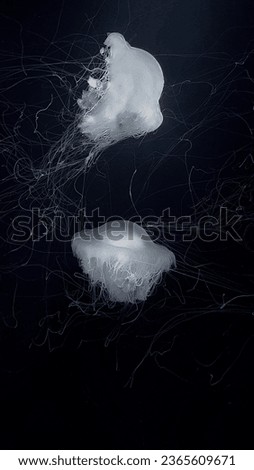 Black and white picture with two jellyfish
