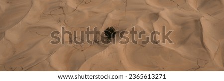 Two Arabian oryx lounging near a lone tree in the desert, amidst their tracks on sandy dunes, Wildlife of the Middle East, biodiversity of the Arabian Peninsula Royalty-Free Stock Photo #2365613271