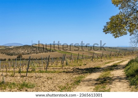 Extensive vineyards in the Borgo Genna area on the island of Sicily, Italy