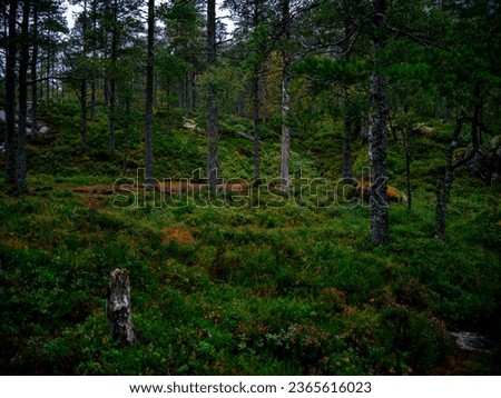 Rainy forest and fairy tale landscape