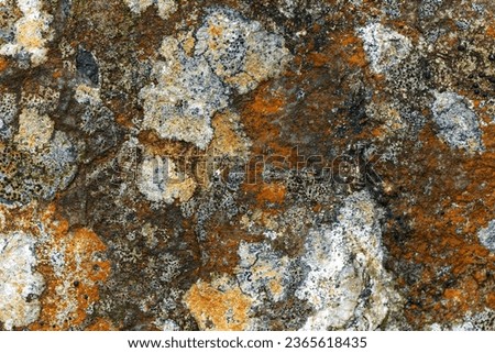 Close-up of lichen covered rock at hiking trail of Swiss mountain pass Grimsel on a cloudy late summer day. Photo taken September 19th, 2023, Grimsel, Mountain Pass, Switzerland.