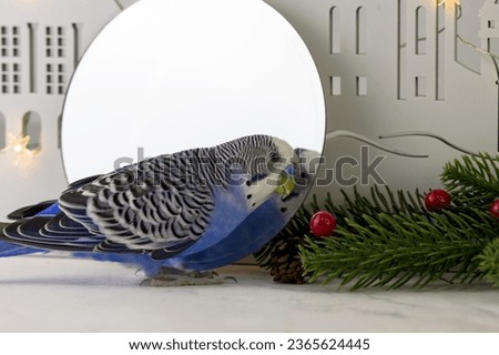 Budgerigar looking in mirror against Christmas decor background