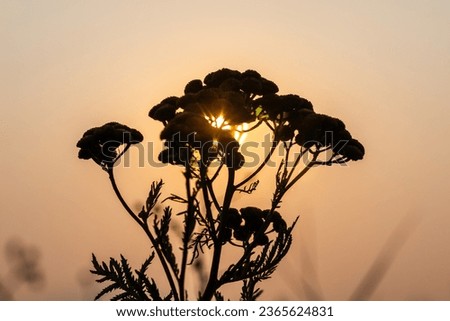 Yarrow plant silhouetted in the early morning sun