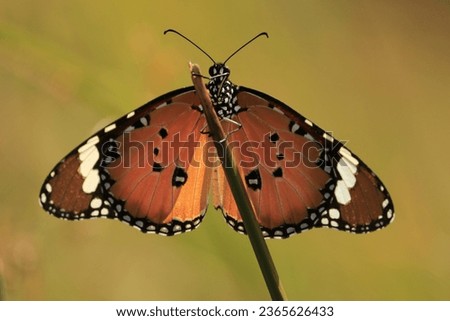 Front view picture of a Plain tiger butterfly or African monarch