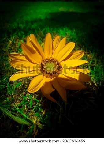 Yellow sunflower picture. sunflower on grass picture. 