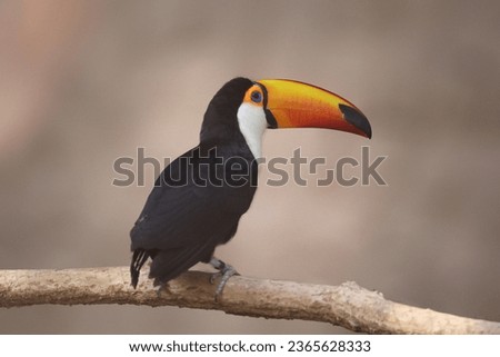 Toucan sitting on tree branch in tropical forest or jungle. Ramphastos toco. High quality photo