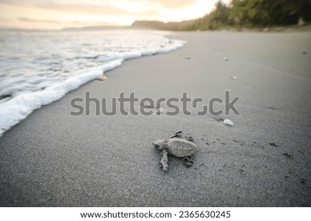 Small Baby Sea turtles that just hatched are making their way into the Pacific Ocean on a beach on the Costa Rican shoreline, in Central America. Rainforest and Beach in the background. 